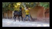 کره اسب عرب خالص ایرانی - 24 ماهه