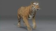 Reference برای متحرک سازی( Tiger 3D)
