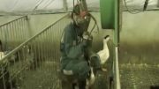 غذایی به نام  Foie Gras  به معنی جگر چرب با شکنجه