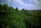 جنگل آمازون (جهت تست )