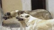 ابر سگ کنگال