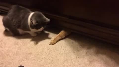 دزدیدن باحال غذای گربه