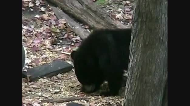 شكار خرس سیاه با اسلحه شكاری