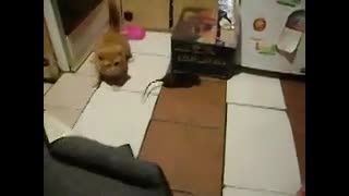 گربه ای که از موش می ترسد