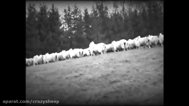 معرفی بازی گوسفند دیوانه