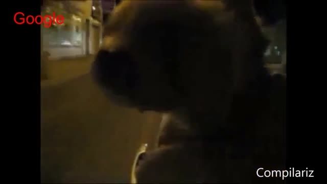 عکس العمل سگها در مواجهه با باد در ماشین -خنده دار