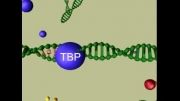 Eukaryotic transcrip_DNA