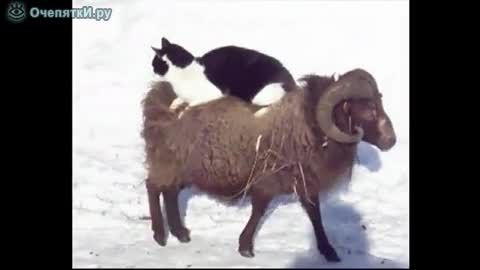 گوسفند سواری گربه