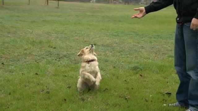 Leaping Slow Motion Doggy - The Slow Mo Guys