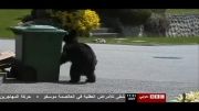 خرابکاری خرسها در شهر