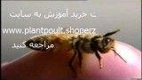 پرورش زنبور عسل و کنترل بیماریها