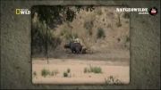 نجات بوفالو از چنگال شیر توسط فیل (جالب)