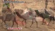 فیلم تعزیه شهادت امام حسین در گودی قتلگاه+12محرم علقمه