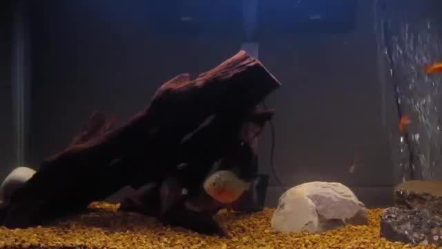 خوردن ماهی گلدفیش توسط پیرانا