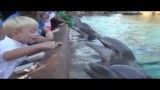 حمله دلفین گرسنه به یک کودک