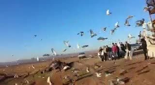 مسابقه کبوتران مسافتی ابادان خرمشهر مینو شهر