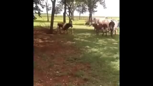 عجب گوسفند گاوى بود