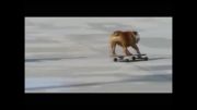 Top 10 Funny and Cute Dog Videos