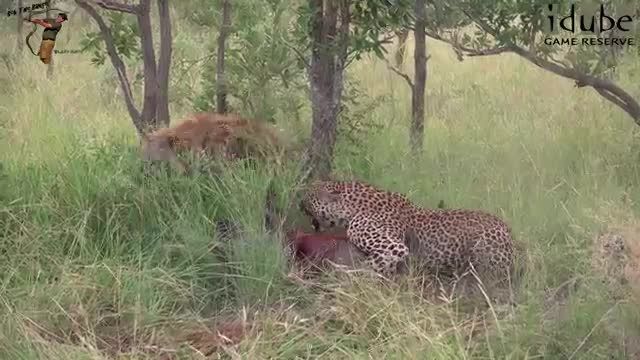 شکار کردن یوزپلنگ