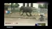 فیل قاتل در شهر آشوب به پا کرد