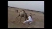 شتر سواری عرب ها