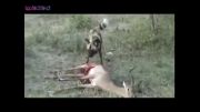 زنده خوردن اهو توسط سگ افریقایی (حتما ببینید)
