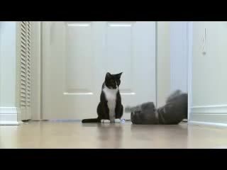 دعوای گربه - صحنه اهسته