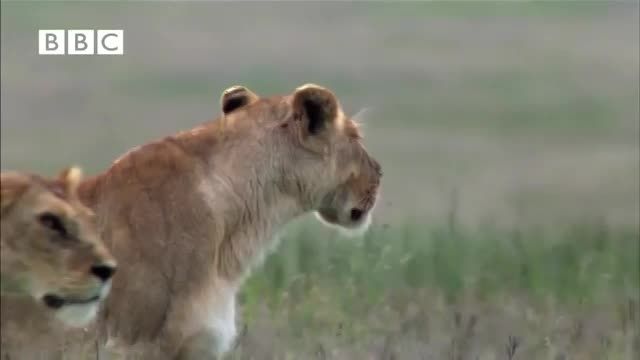 کشتن کفتار توسط شیر نر بالغ