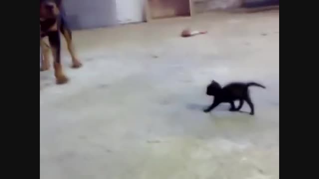 گربه ای که در برابر سگ می ایستد