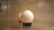 قرار دادن تخم مرغ در مایکروویو