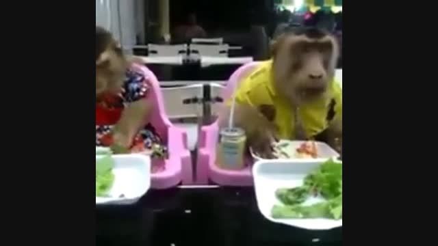 غذاخوردن بامزه دو میمون سرمیز!!