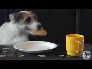 باهوش ترین سگ دنیا