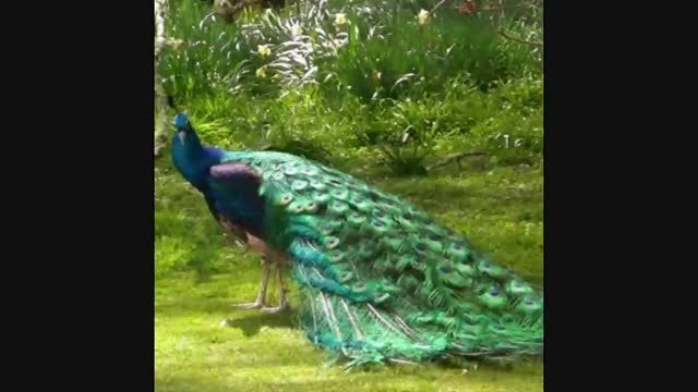 پیش نمایش 2 - اشک طاووس - خرچنگ