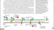 انتقالات پروتئینی در میتوکندری(Mitochondrial protein transport)