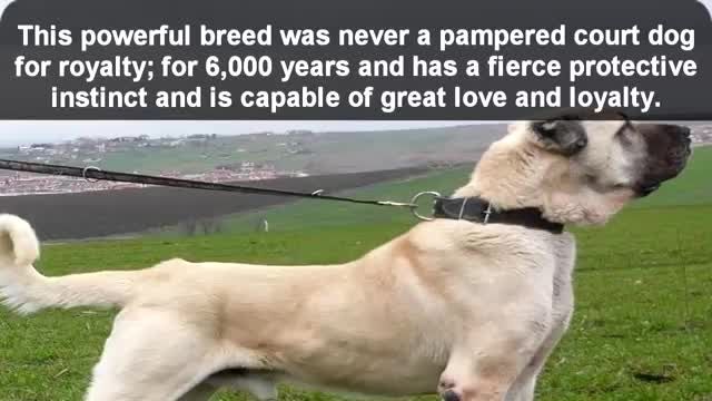 10تا ازبزرگترین سگهای نژاد دار دنیا_كلیپ 2