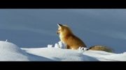 شکار از روی 1متر برف توسط روباه (جدید)