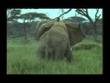 جنگ بین فیلها