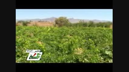 کشت انگور در شهرستان کاشمر