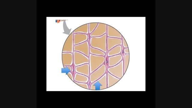 ساختار میکروسکوپی استخوان