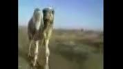 باورتون میشه یه شتر حرف بزنه؟!!!!!!!