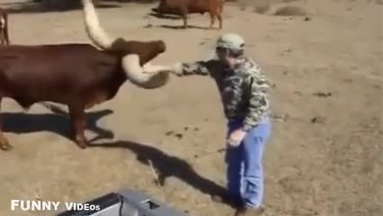 ویدوئو طنز از گاوها