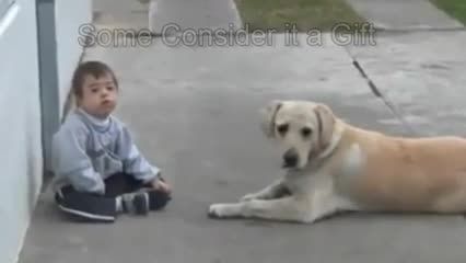 Sweet Mama Dog Interacting with a Beautiful Child with