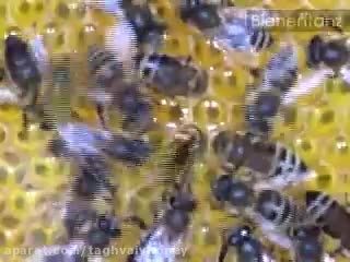 غارت عسل توسط زنبورزرد