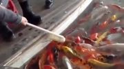 غذا دادن ماهی کوی