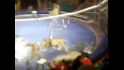 حمله شیرها به مربی سیرک