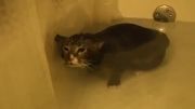 صحبت گربه تو حمام