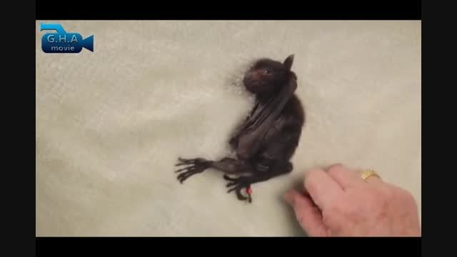 شیر خوردن خفاش ها