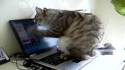 گربه از لپ تاپ خوشش نمیاد