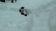گربه و برف بازی!