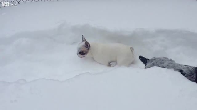 برف بازی سگ ها